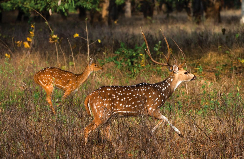 Will exotics wipe out whitetails?