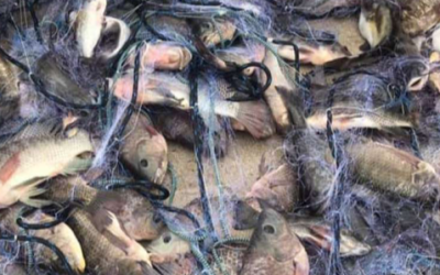 Invasive tilapia are taking over Texas waters, including two San Antonio lakes
