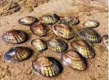 A pile of freshwater mussels along the ground