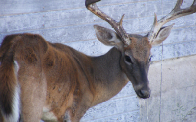 Val Verde County white-tailed deer tests positive for Chronic Wasting Disease