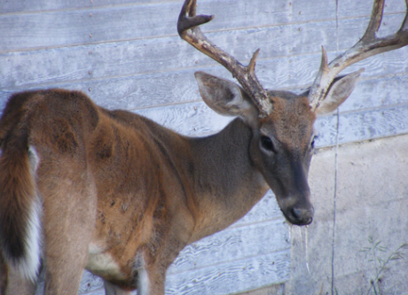 Val Verde County white-tailed deer tests positive for Chronic Wasting Disease