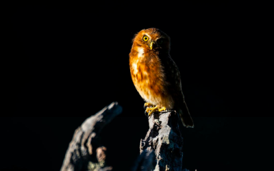 I went bird watching in Colombia from my couch and you should too