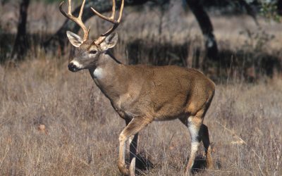 Chronic Wasting Disease discovered at deer breeding facility in Kimble County