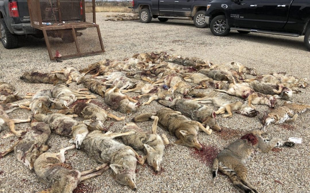 Wildlife killing contest image, courtesy San Antonio Report