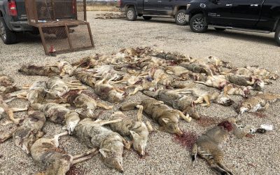 Graphic documentary shines light on wildlife killing contests