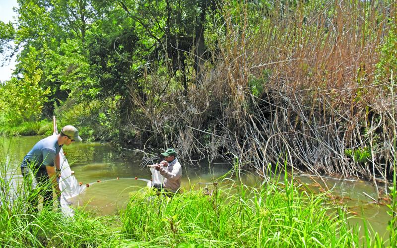River cane eradication digs into third year