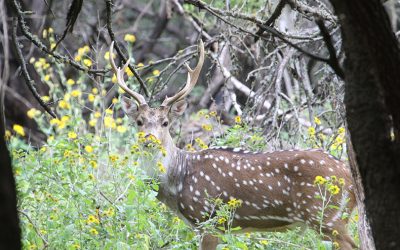 Axis deer management project underway in Hill Country