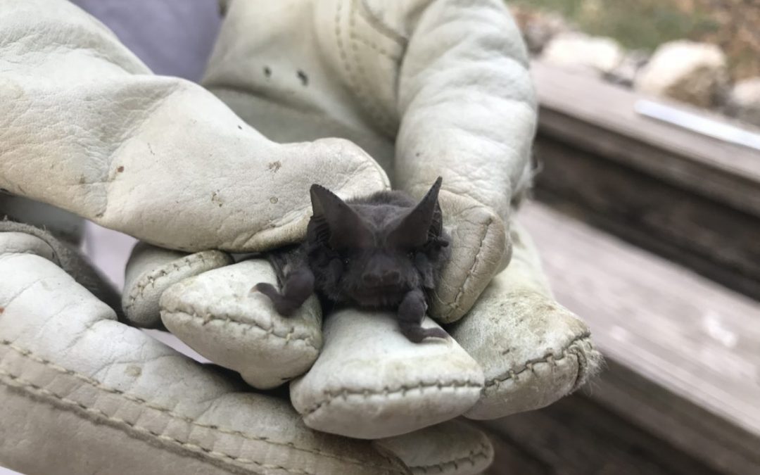 Hill Country Bat Cave Closure Raises Questions of Pesticide Safety