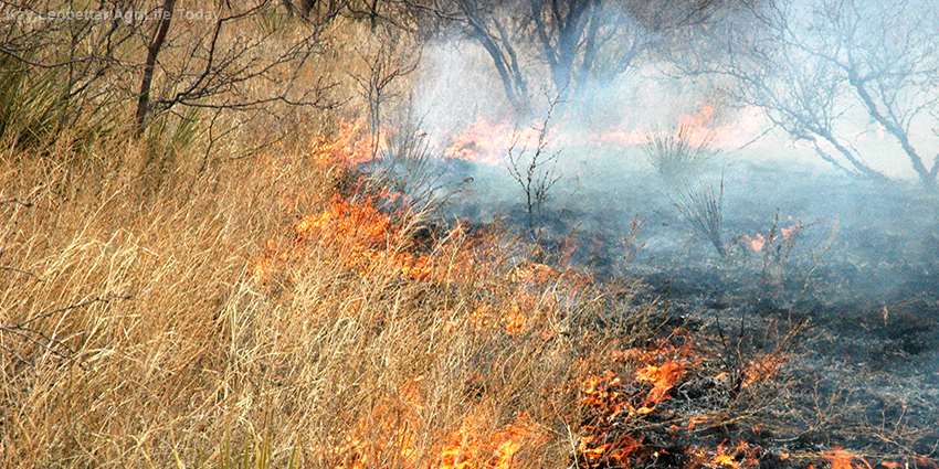 Rain, wind and fire: What La Niña means for Texas’ winter fire season
