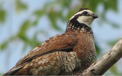 Update: Wild pigs negatively impact ground-nesting birds