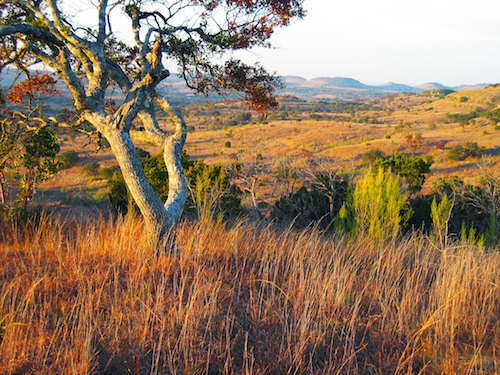 Texas Landowners Earn Lone Star Land Steward Awards for Conservation Efforts