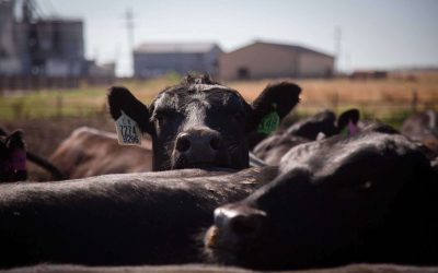 How cattle ranchers can combat climate change