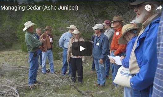 The Hill Country Land Trust video: Managing Cedar