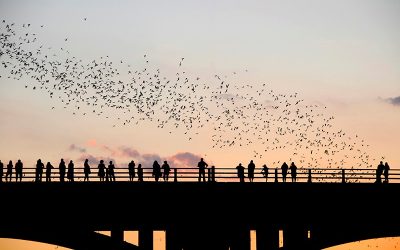 Do thousands of bat deaths mean Texans will face a mosquito-ridden summer?