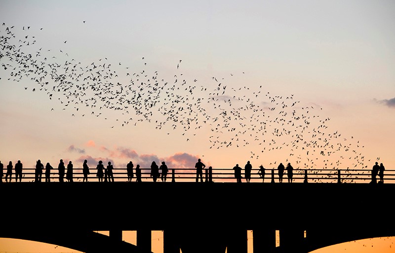 Do thousands of bat deaths mean Texans will face a mosquito-ridden summer?