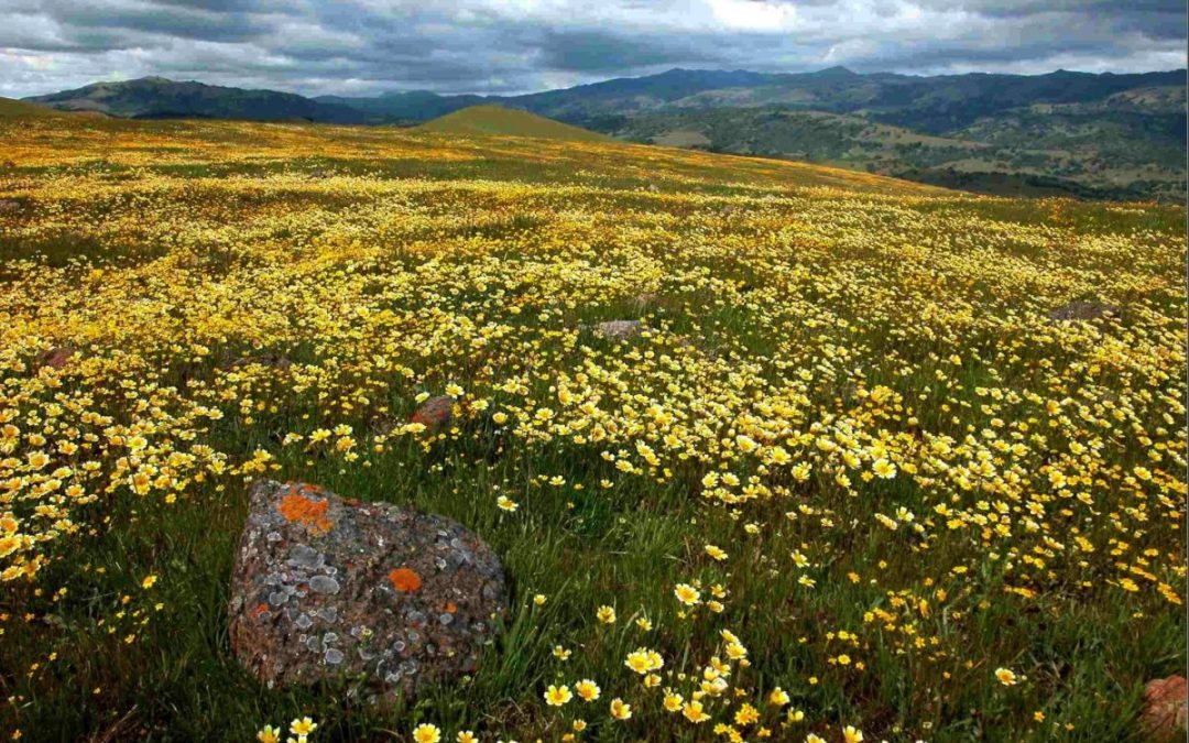 Photo of a California grassland