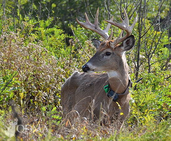 Are deer evolving resistance to CWD?
