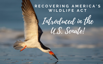 Recovering America’s Wildlife Act introduced in the U.S. Senate