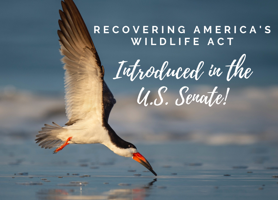 A waterbird grazing over water with text "Recovering America's Wildlife Act introduct in the U.S. Senate"