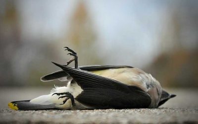 Turning off half of city lights at night could cut bird mortality by up to 60 percent