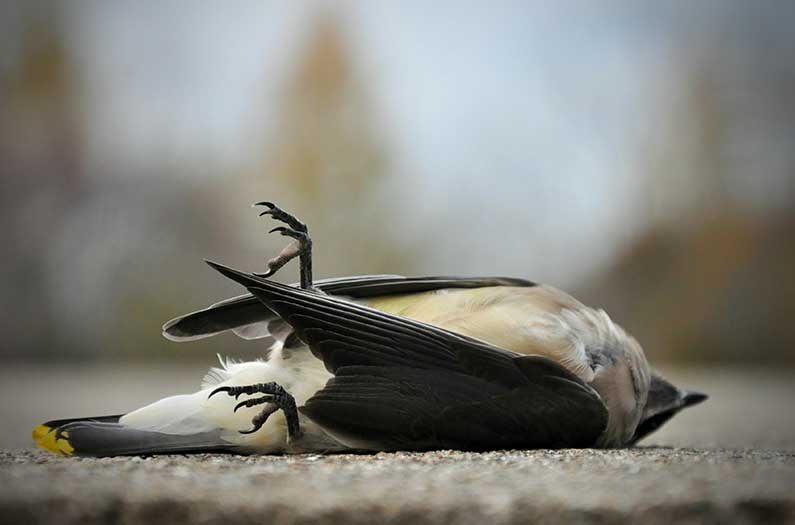 Dead song bird on asphalt