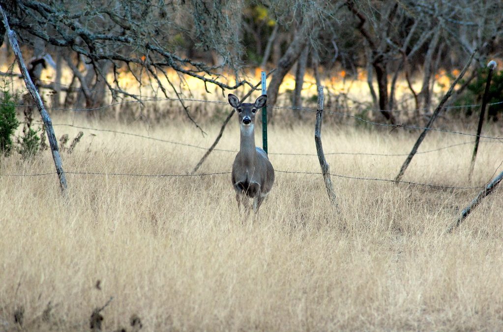 Whitetail deer standing in tall grass