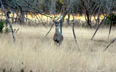 Chronic Wasting Disease and deer management on private land