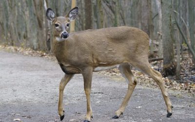 Wildlife disease threatens deer, elk – and maybe humans, new research says