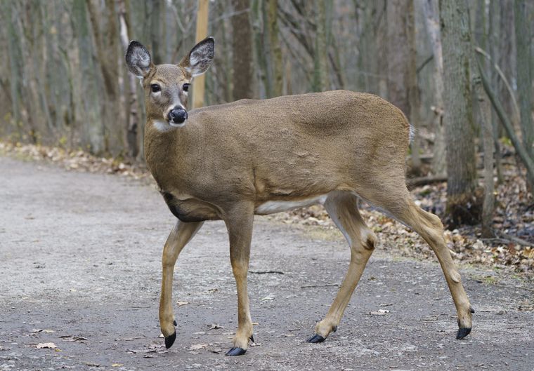 Wildlife disease threatens deer, elk – and maybe humans, new research says