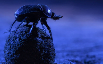 What animals see in the stars, and what they stand to lose