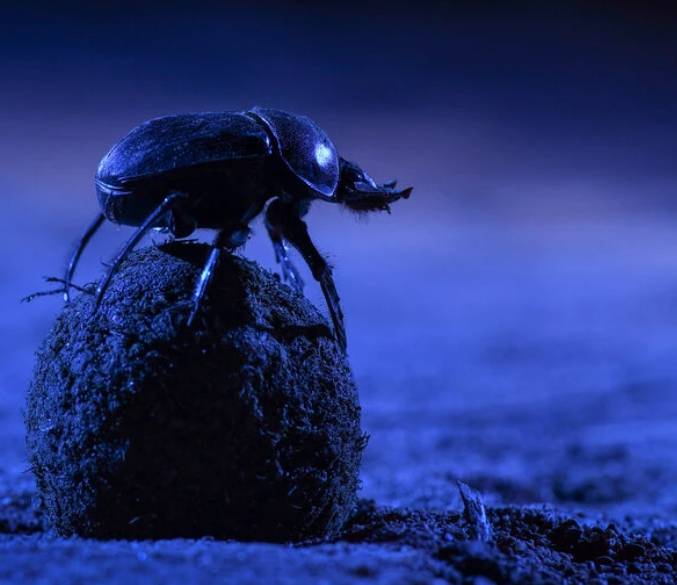 Dung beetles in South Africa keep their treasure rolling in a straight line at night by orienteering with the Milky Way