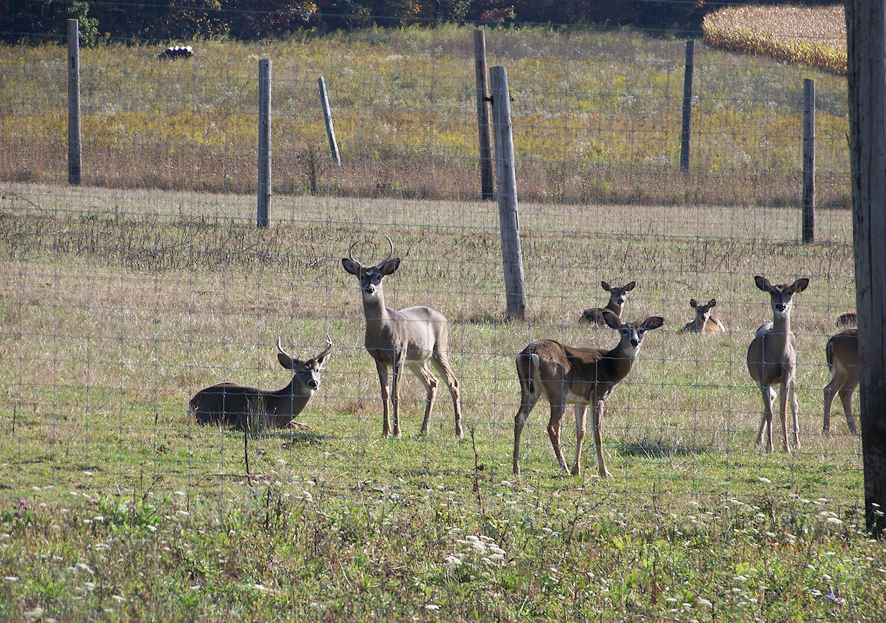 Additional CWD Cases Discovered at a Quarantined Captive White-tailed Deer Breeding Facility
