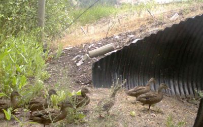 How do animals safely cross a highway? Take a look.