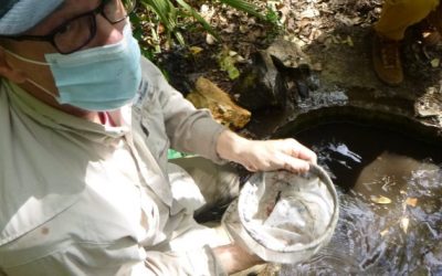Rebecca Creek salamanders could warrant Federal protection