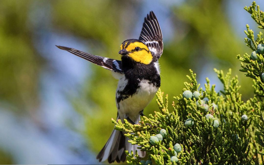 Proposed pipeline would cut through Golden-cheeked Warbler habitat
