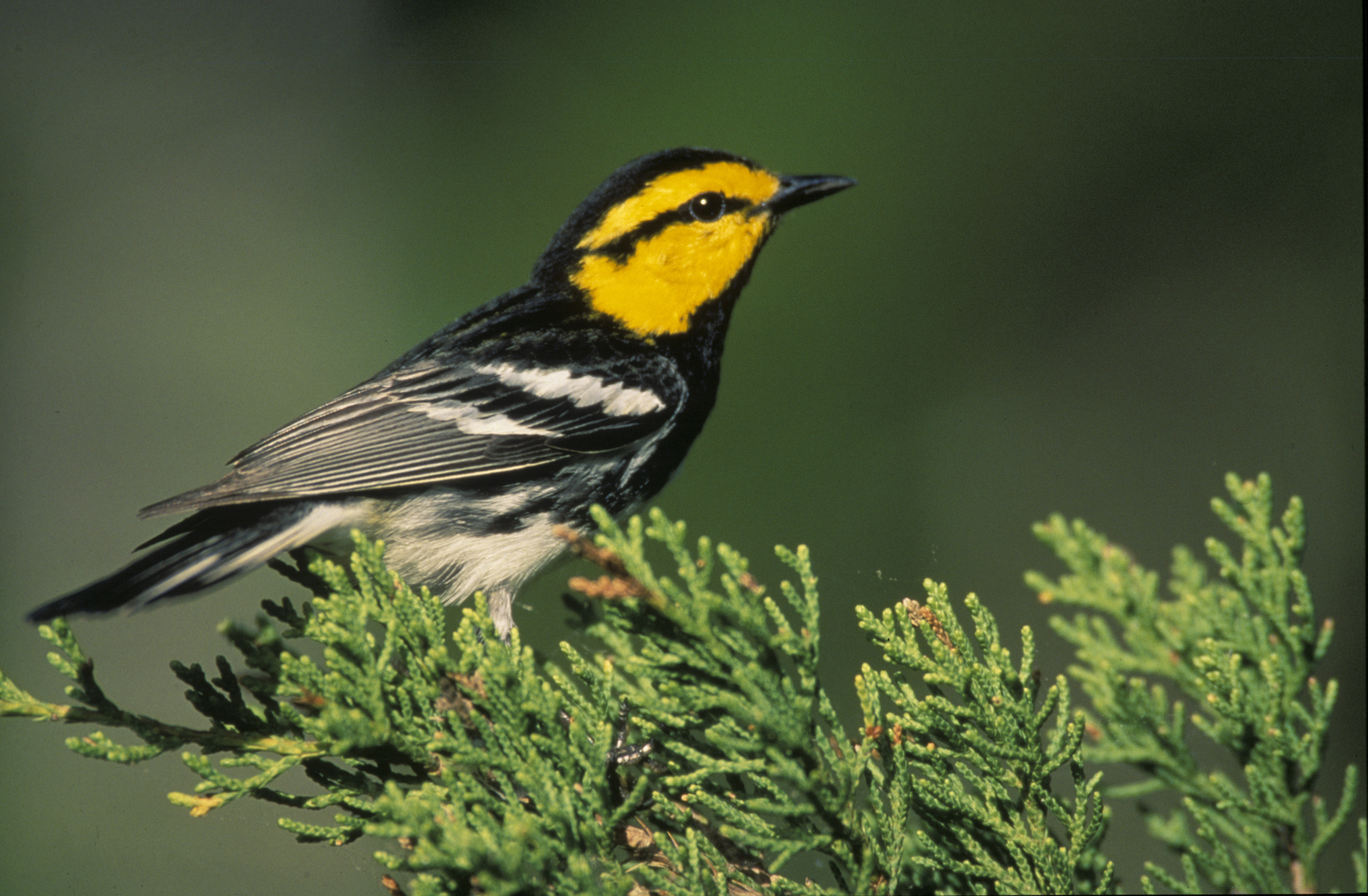 How a Texas songbird and its endangered status became the center of a fight over the Hill Country