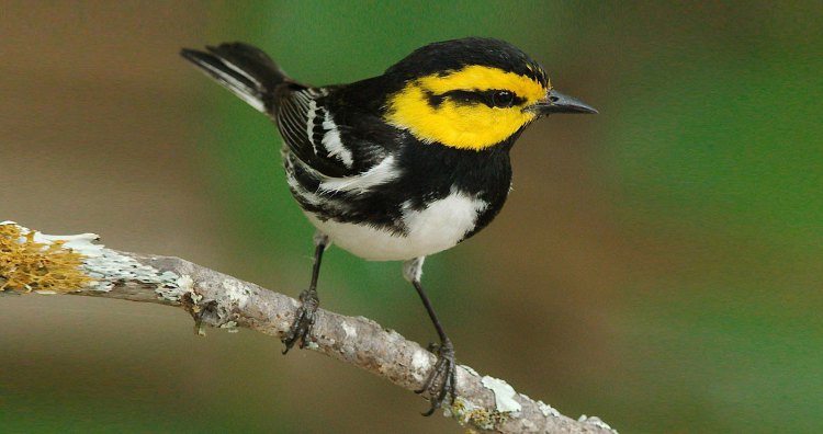 Whither the Warbler’s habitat?