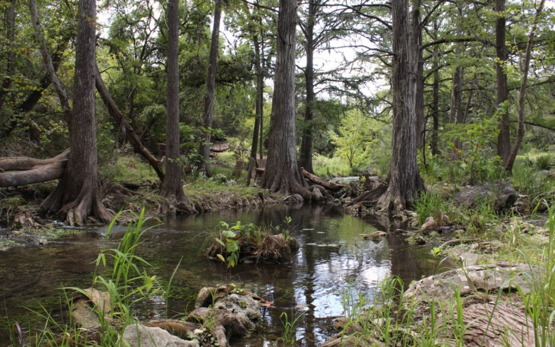 Honey creek is bordered by tall cypress trees and green grass.