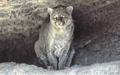 Rancher sues ConocoPhillips to protect endangered cat’s habitat