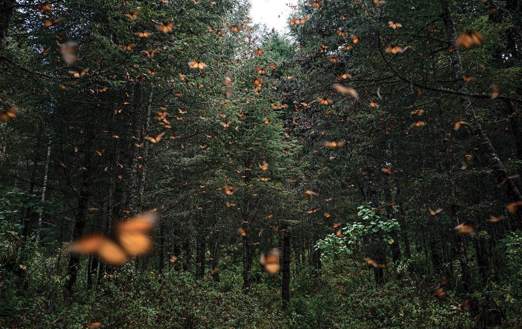 Butterflies fly in a forest