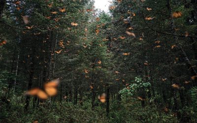 An epic monarch migration faces new threats
