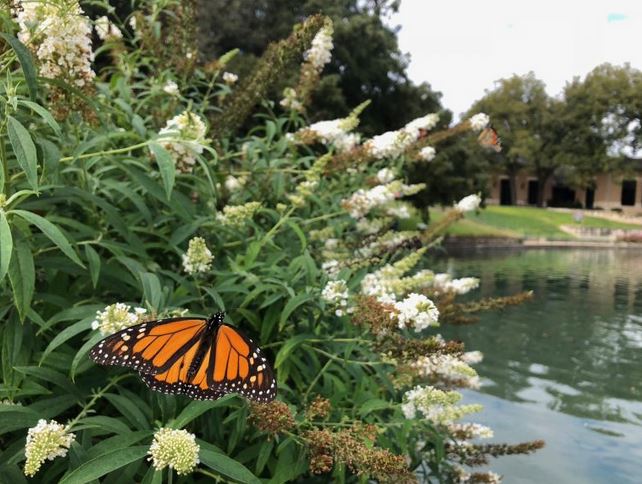 Weird, late monarch butterfly migration finally reaches Mexico