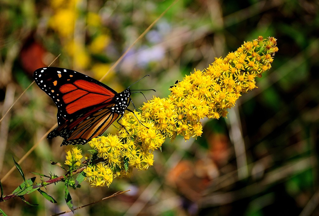 Monarch Butterfly, Pollinator Festival to Fly into the Pearl