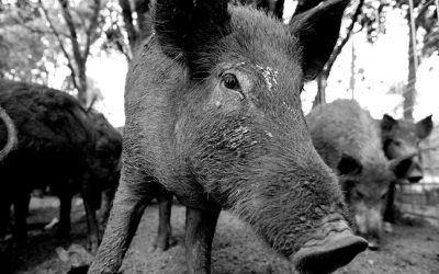 How to poison feral hogs (and only feral hogs)