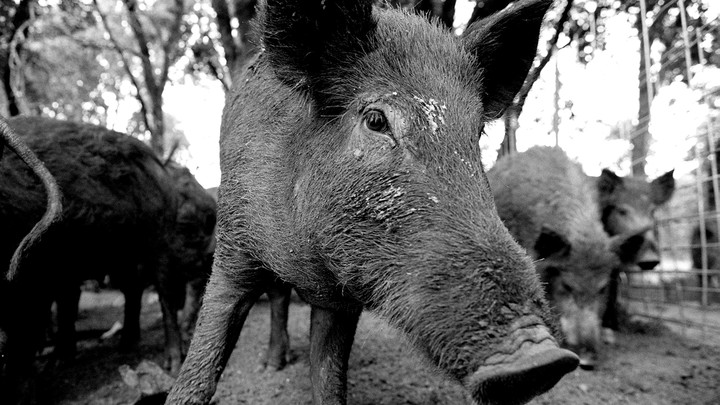 How to poison feral hogs (and only feral hogs)
