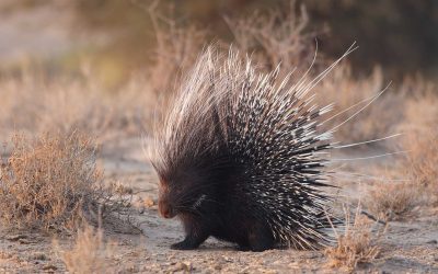 Porcupines, or ‘cuddly cactuses,’ popping up more in Central Texas