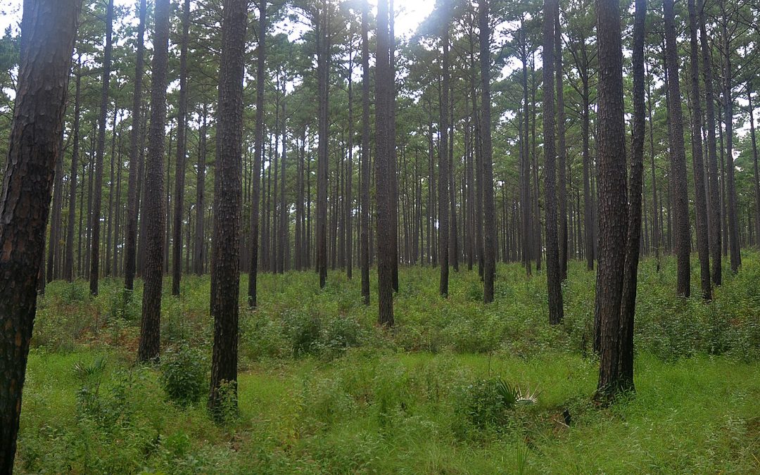 Trees stand tall in a grassy forest. The Sam Houston National Forest in Texas is a natural "carbon sink" that traps carbon in the atmosphere, and is essential for mitigating climate change. William L. Farr/Wikimedia Commons (CC BY-SA 4.0)