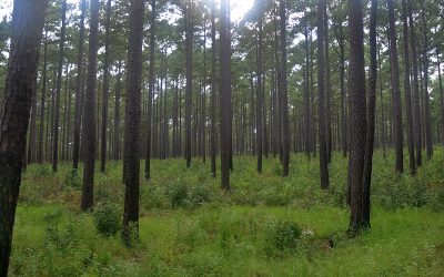 Amid troubling UN climate report, Texas ecologist says we have to act fast to adapt to a warming planet.