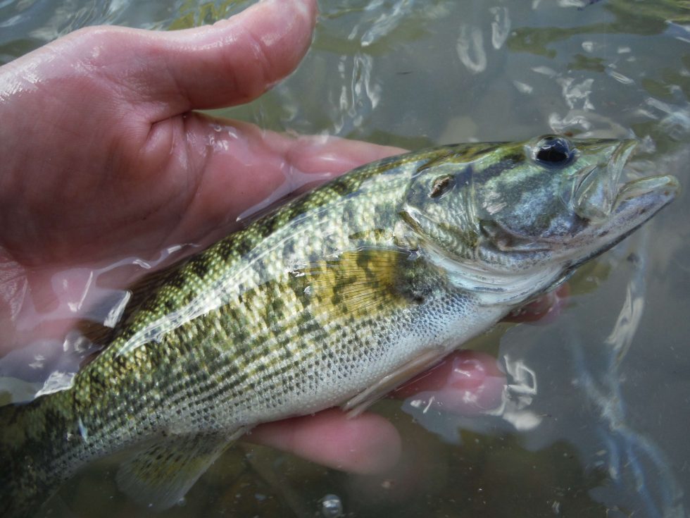 Guadalupe bass back story to Hill Country Alliance