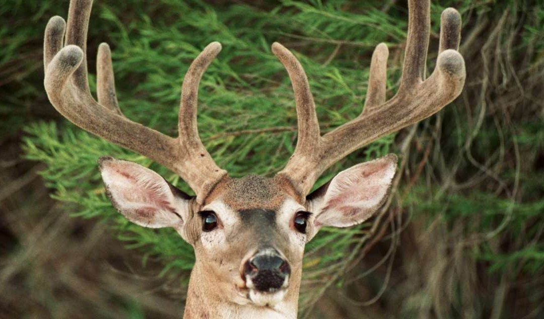 Headshot of a white-tail buck with its antlers still in velvet